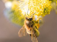 PE1D8240 : Biene, Blüte, Dachauer Moos, Frühling, Moos, Palmkätzchen, Weidebusch, _JAHRESZEIT, _LANDSCHAFTSFORMEN
